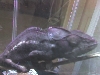 Can someone tell me what species I am?
