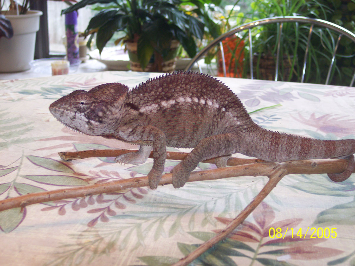 Oustalet Side View