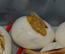 Hatch