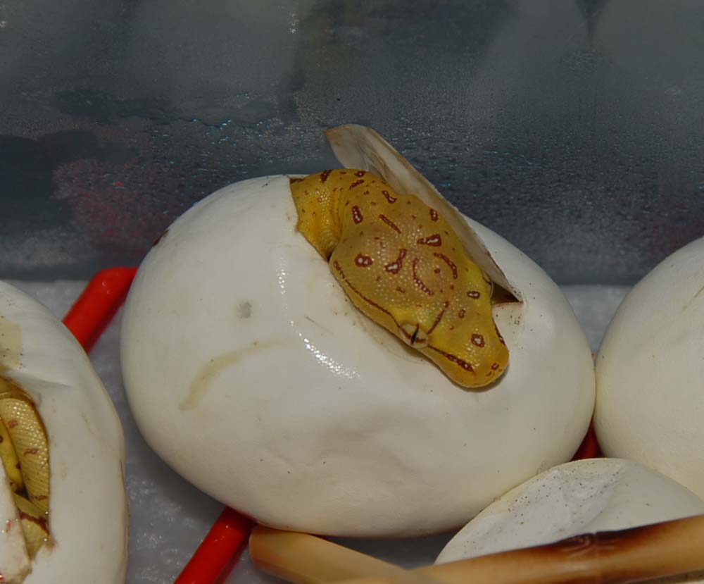 Hatch