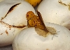 hatching GTP