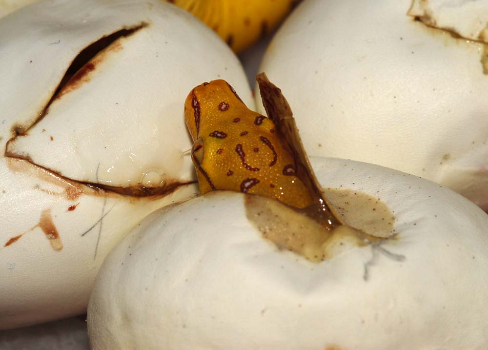 hatching GTP