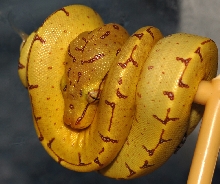 Hatched Babies