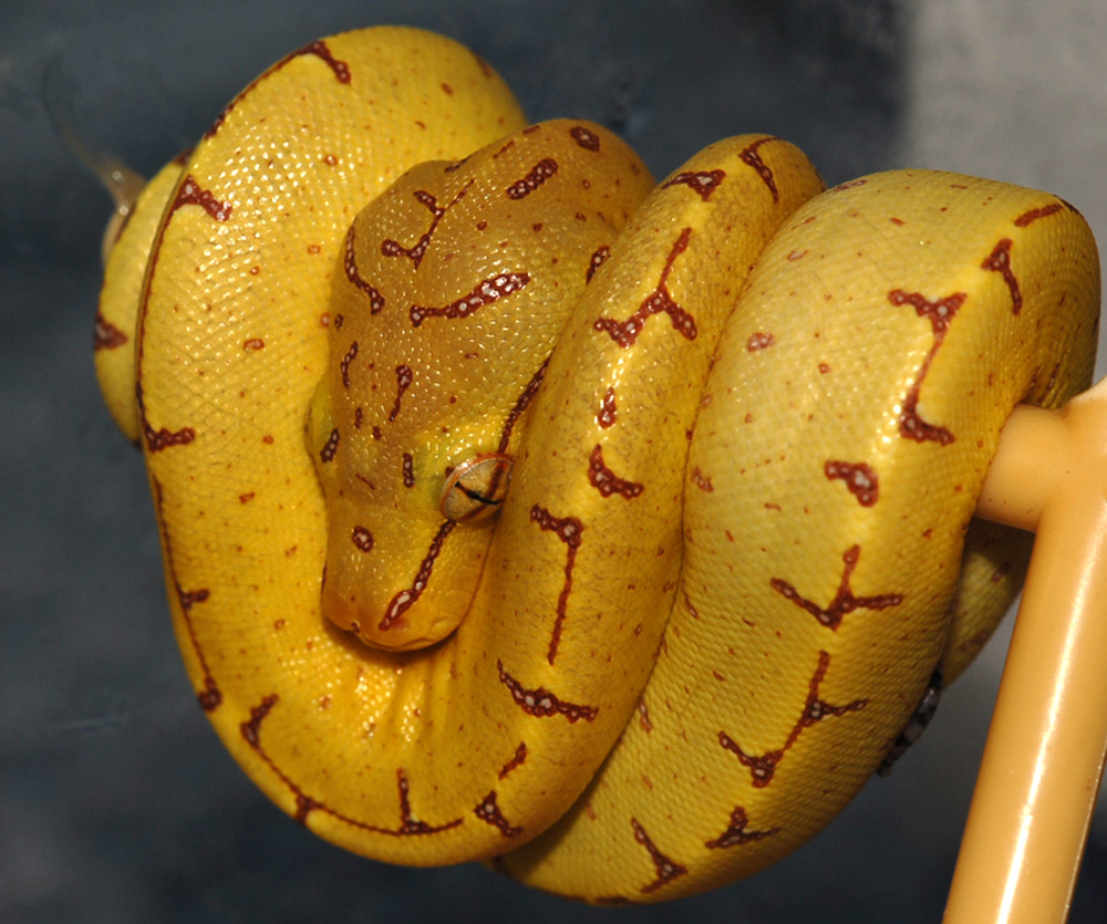 Hatched Babies