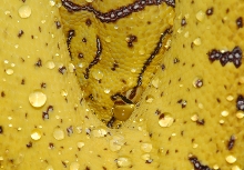 Eyedrop