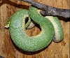 Fridas Ovulation pic2