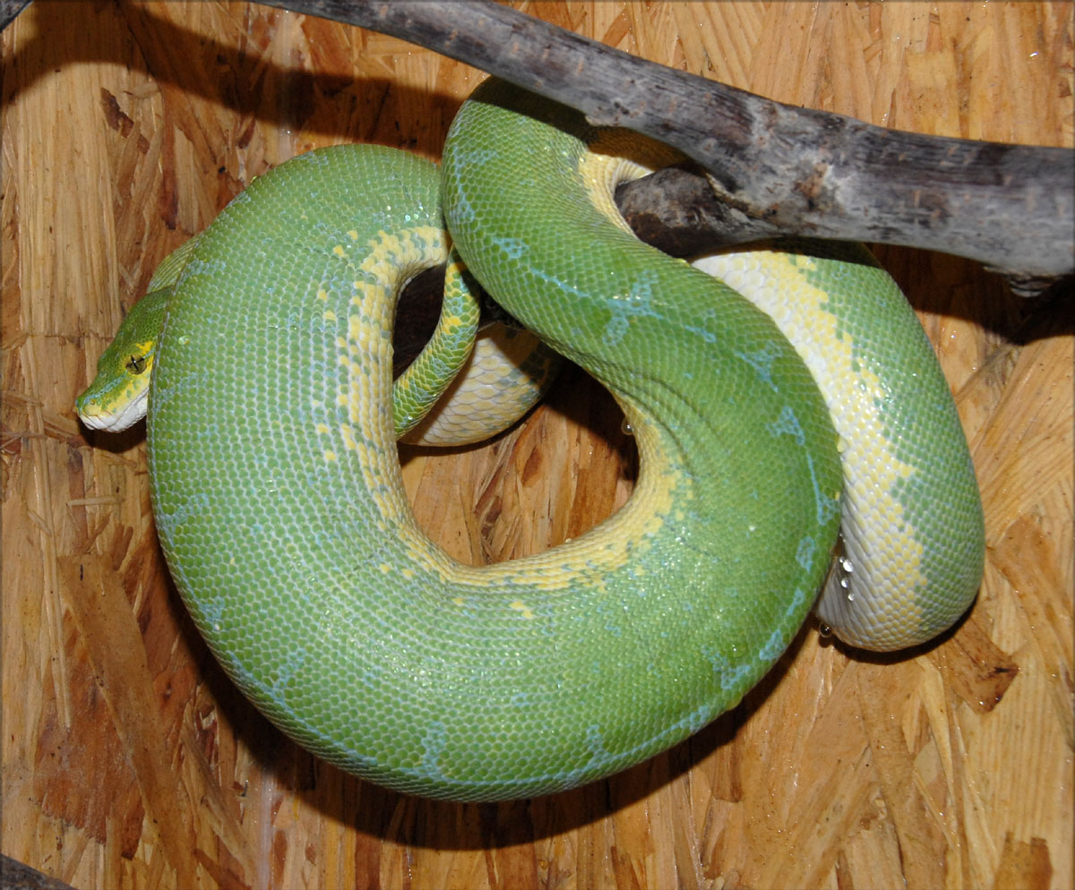 Fridas Ovulation pic2
