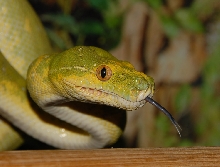 Biak-Headshot