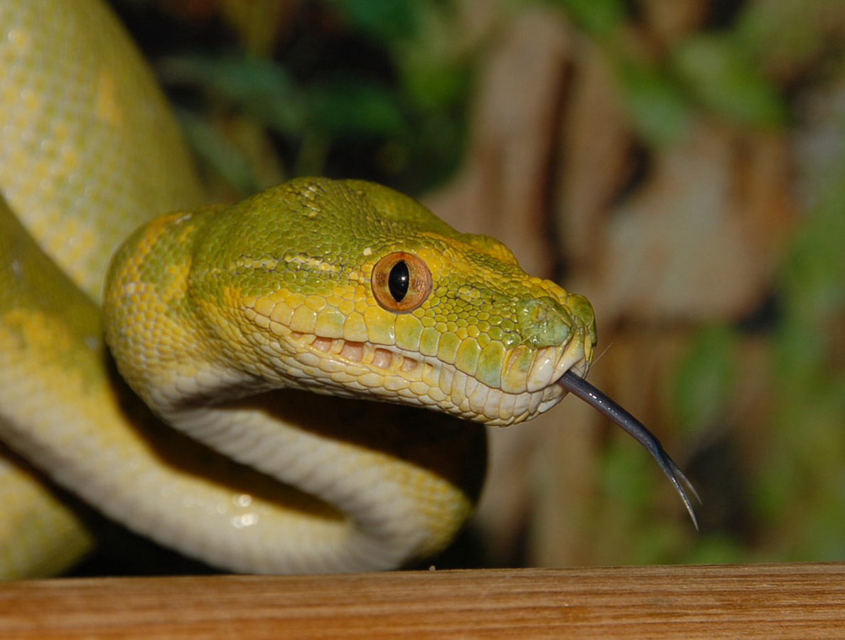 Biak-Headshot