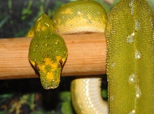 Young Biak female