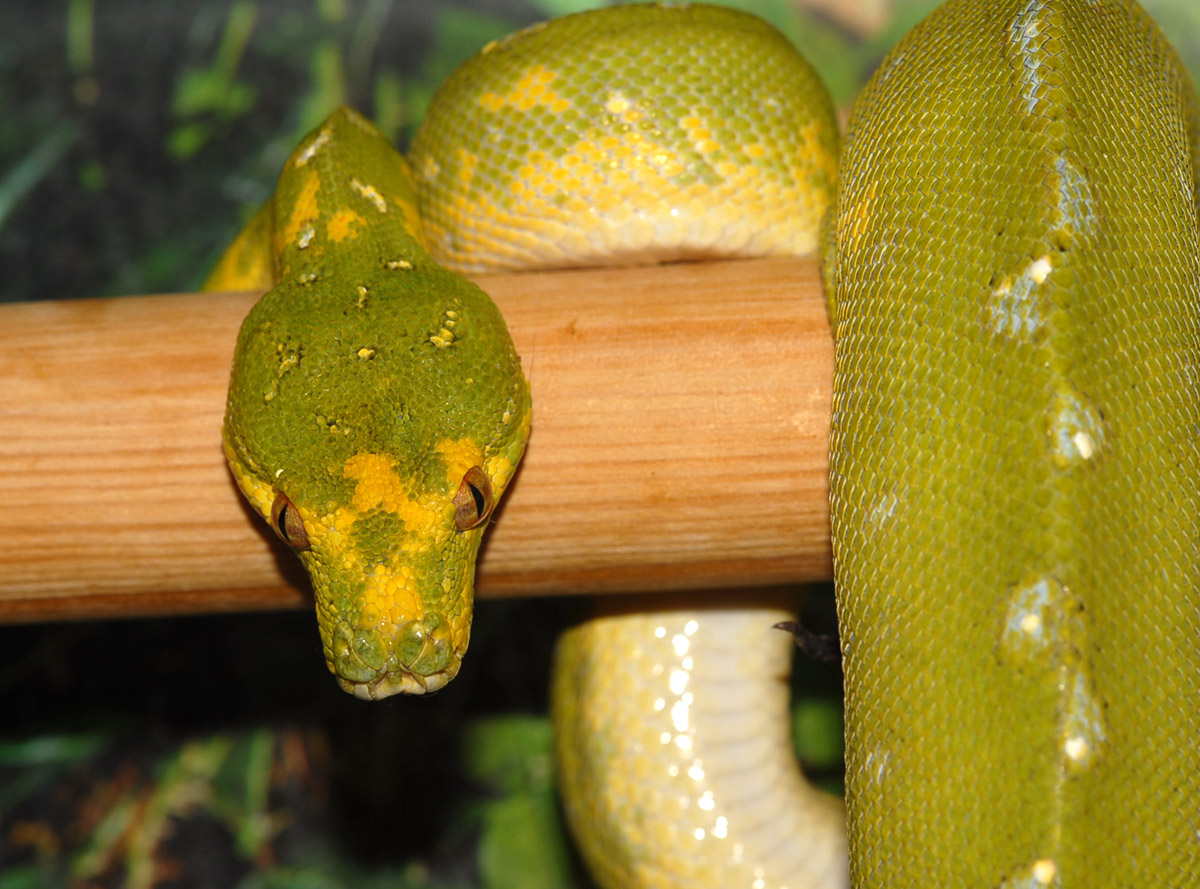 Young Biak female