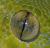 Chondro eye-close-up