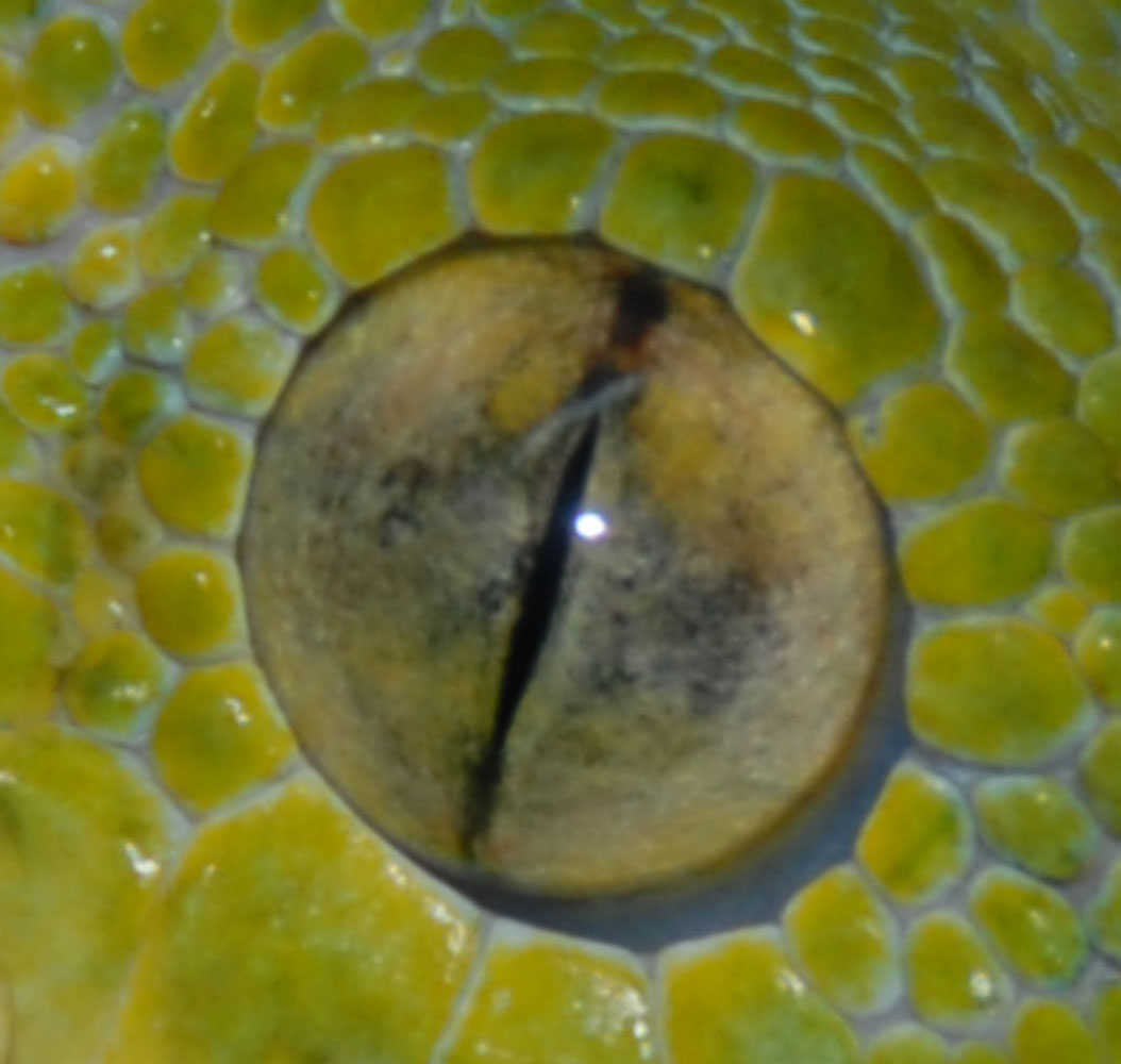 Chondro eye-close-up