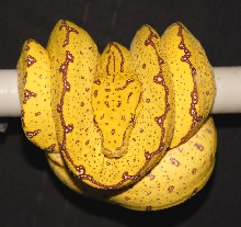 Motzi