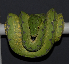 Chondro-Colorchange