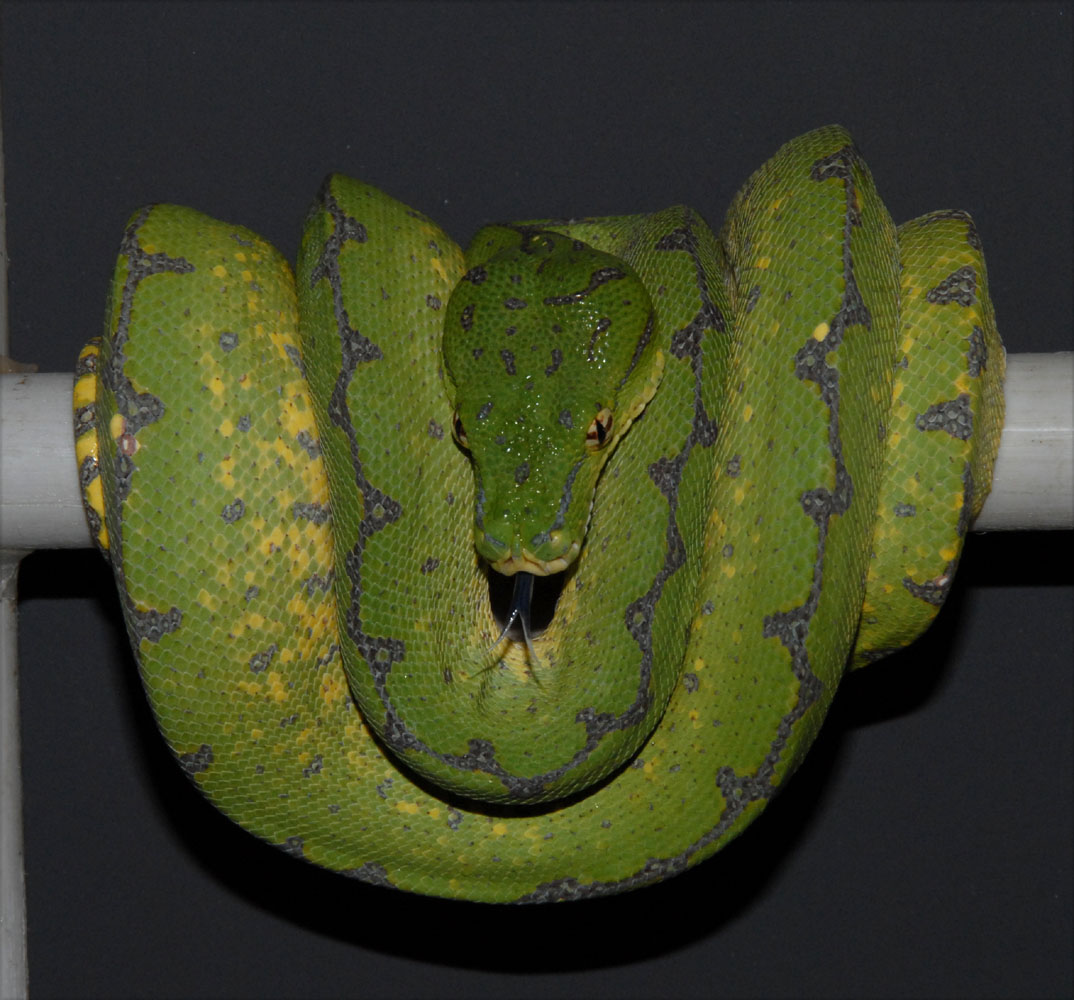 Chondro-Colorchange