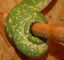 Nasty B's tail
