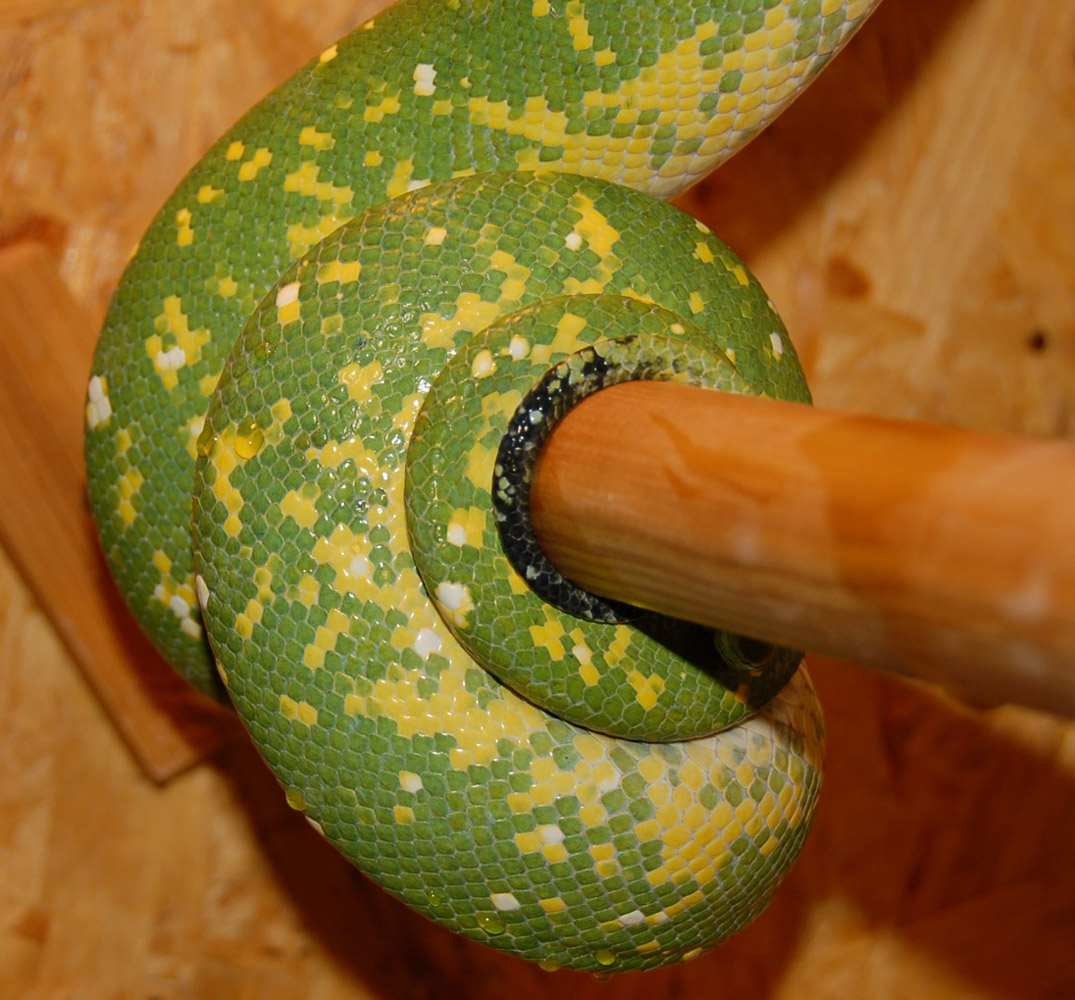 Nasty B's tail