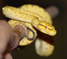 GTP-Baby#8