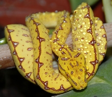 GTP-Baby#8-01