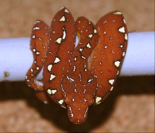 Red "Sorong-Type" GTP-Baby