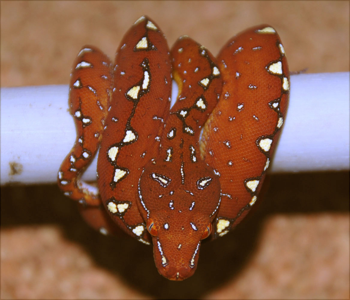 Red "Sorong-Type" GTP-Baby