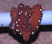 Red-GTP-Baby