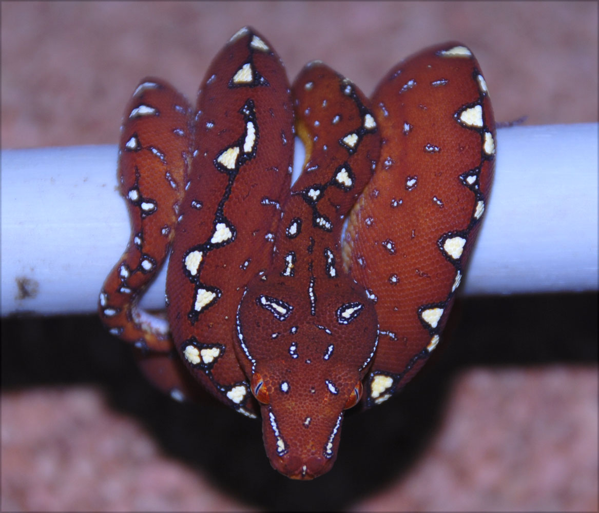 Red-GTP-Baby