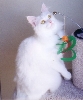 My cat Lily