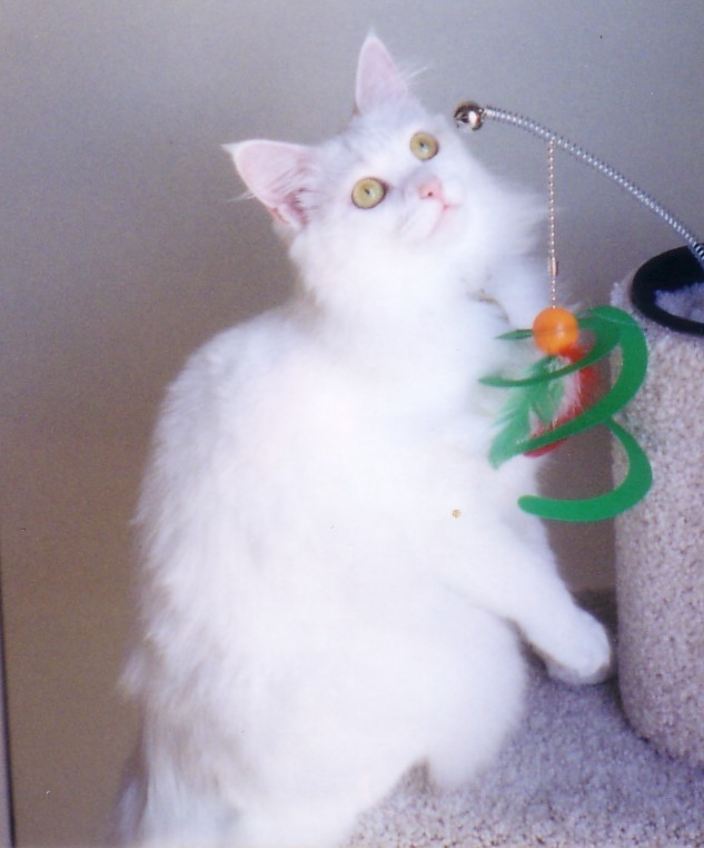 My cat Lily