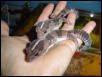 african fat tailed