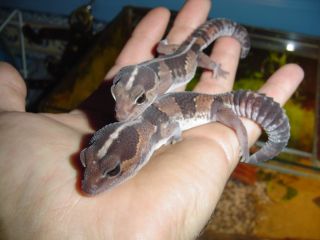 african fat tailed
