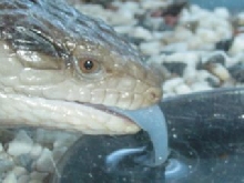 My Blue Tounged Skink