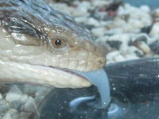 My Blue Tounged Skink