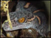 chinese gecko