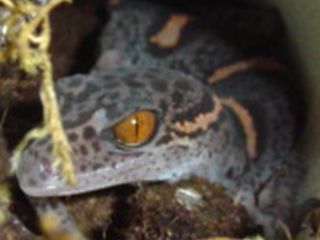 chinese gecko