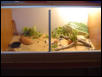 my leopards viv