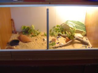 my leopards viv