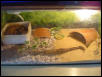 my african fat tail's viv