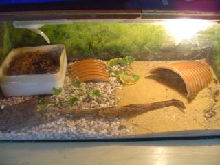 my african fat tail's viv