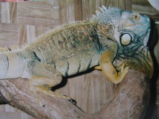 herman 2
