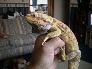 my bearded dragon