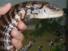 My Blue Tounged Skink