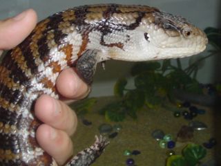 My Blue Tounged Skink