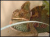 my yemmin chameleon