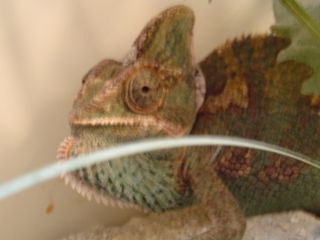 my yemmin chameleon