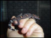 my chinese gecko