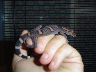 my chinese gecko