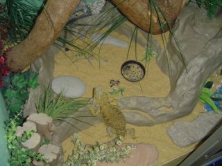 dragon in his viv