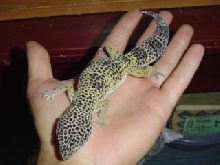 my leopard gecko
